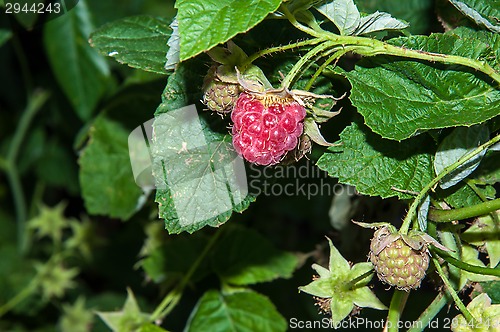 Image of Berry Raspberry