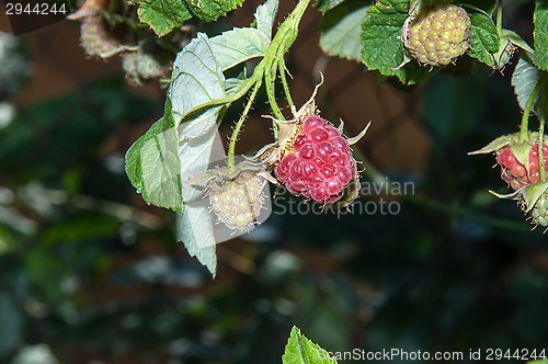 Image of Berry Raspberry