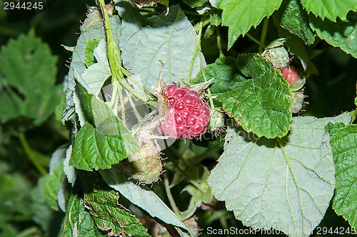 Image of Berry Raspberry