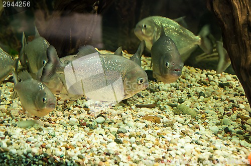 Image of Piranha or Serrasalminae
