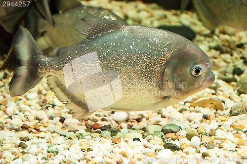 Image of Piranha or Serrasalminae