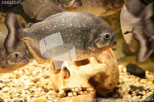 Image of Piranha or Serrasalminae