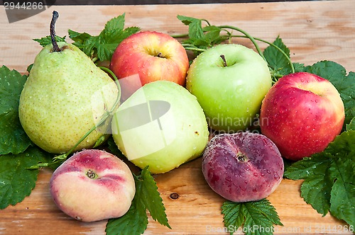 Image of Fruit tree fruit