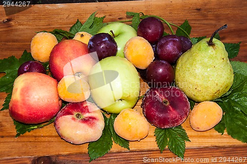 Image of Fruit tree fruit