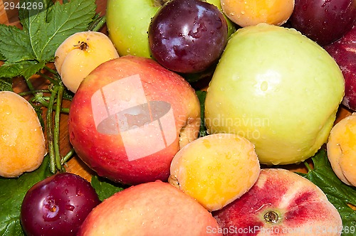 Image of Fruit tree fruit