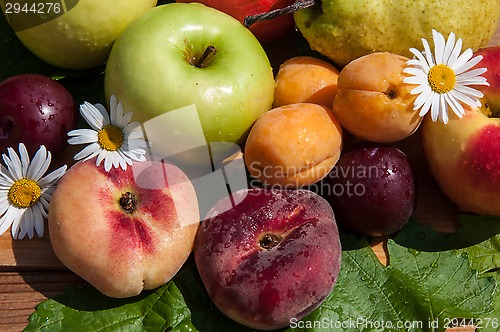 Image of Fruit tree fruit,