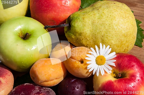 Image of Fruit tree fruit,