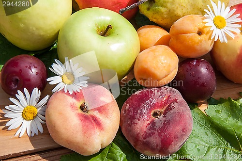 Image of Fruit tree fruit,
