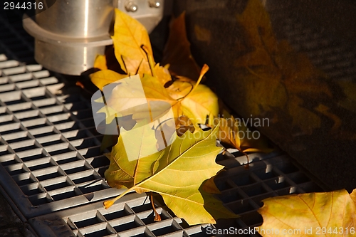 Image of Fallen leaves