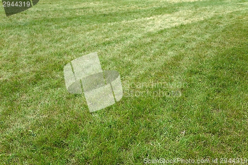 Image of Green Grass