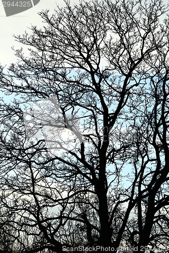 Image of Bare trees