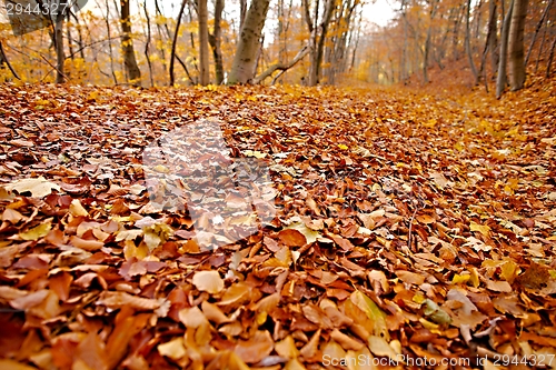 Image of Autumn