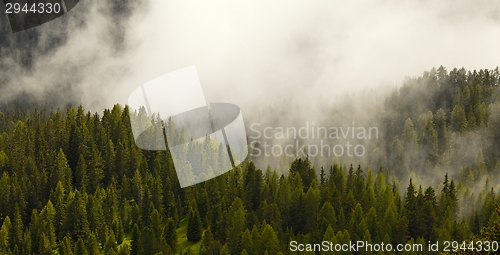 Image of Foggy forest