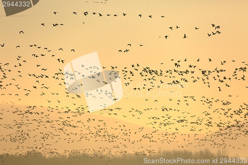 Image of Geese Flying