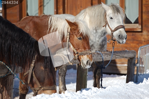 Image of Horse on a farm