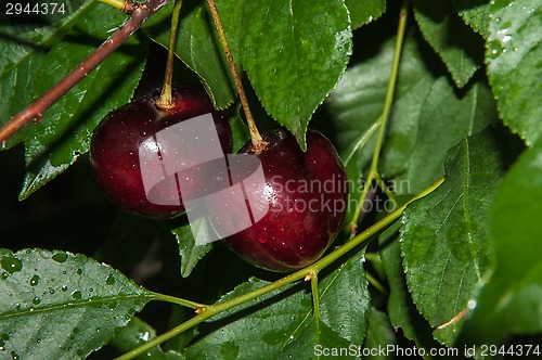 Image of The fruit of sweet cherry or Prunus avium 