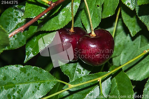 Image of The fruit of sweet cherry or Prunus avium 