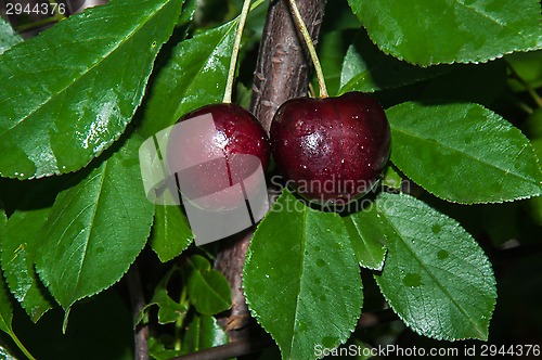 Image of The fruit of sweet cherry or Prunus avium 