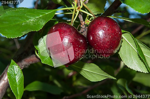 Image of The fruit of sweet cherry or Prunus avium 