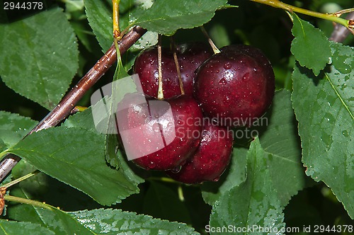 Image of The fruit of sweet cherry or Prunus avium 