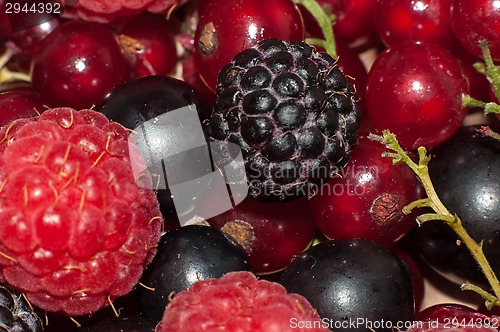 Image of Assorted Berry 