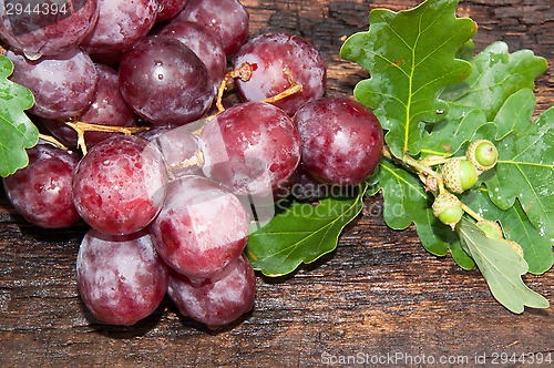 Image of Bunch of grapes and oak leaf