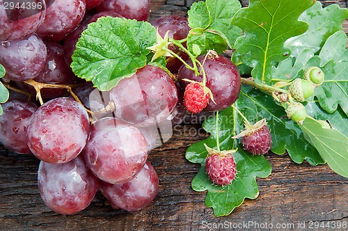 Image of Bunch of grapes and oak leaf