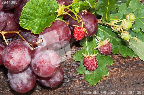 Image of Bunch of grapes and oak leaf