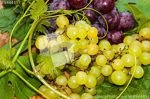 Image of Bunch of grapes,