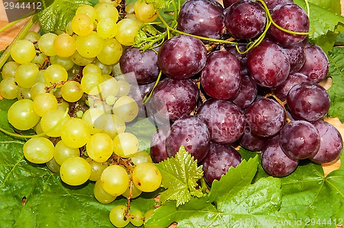 Image of Bunch of grapes,