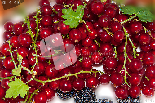 Image of Red currant