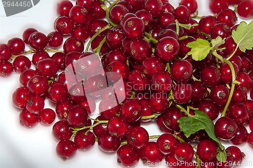 Image of Red currant