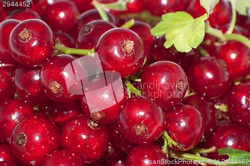 Image of Red currant