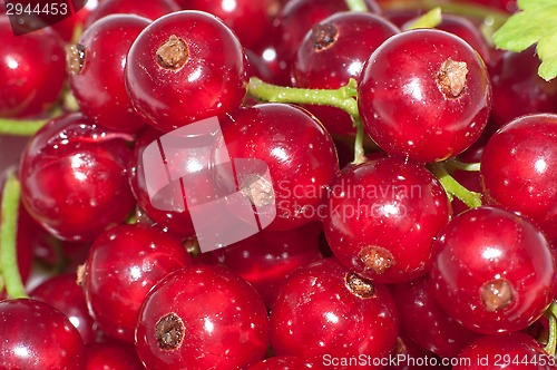 Image of Red currant