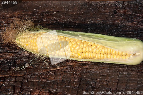 Image of Ear of corn or Zea