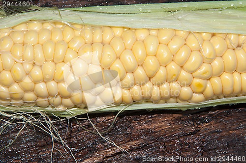 Image of Ear of corn or Zea