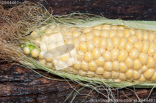 Image of Ear of corn or Zea