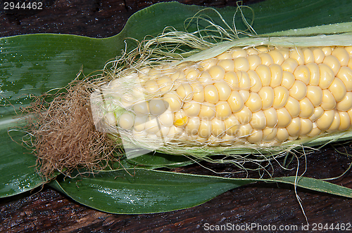 Image of Ear of corn or Zea