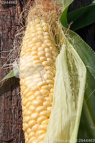 Image of Ear of corn or Zea