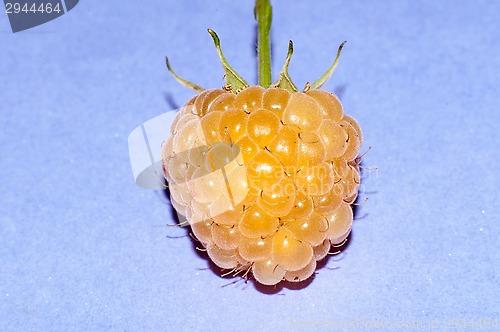 Image of Raspberry yellow or Rubus idaeus