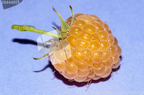 Image of Raspberry yellow or Rubus idaeus