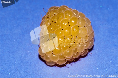 Image of Raspberry yellow or Rubus idaeus