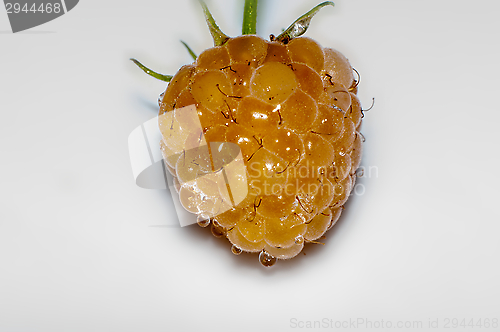 Image of Raspberry yellow or Rubus idaeus