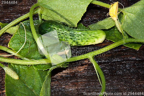 Image of Cucumber Green