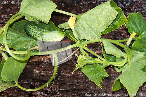 Image of Cucumber Green