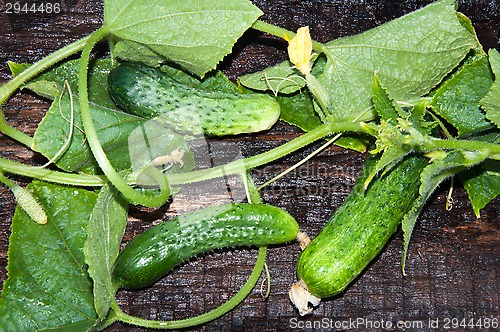 Image of Cucumber Green