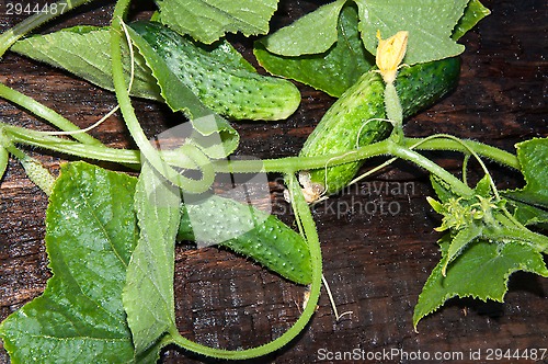 Image of Cucumber Green