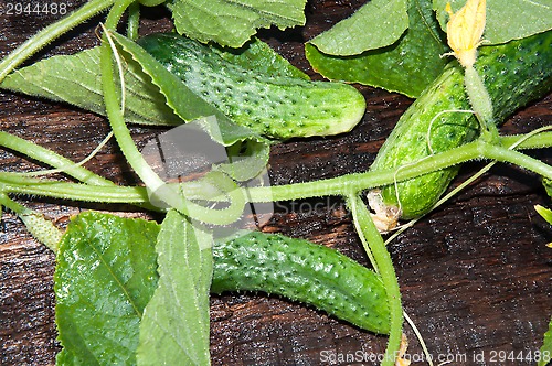 Image of Cucumber Green