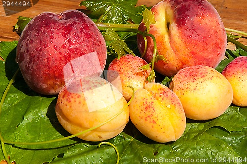 Image of Peach and apricot