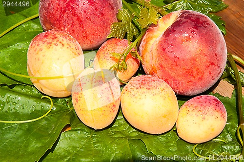 Image of Peach and apricot